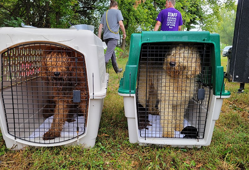 Rescue kennels deals